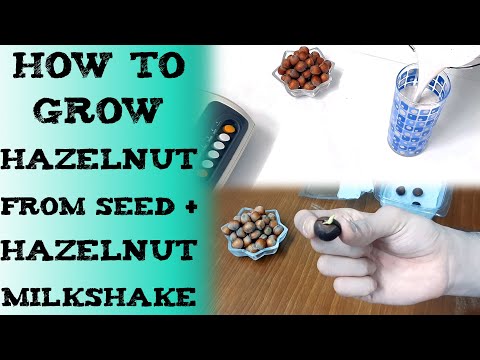 how to grow hazelnut from seed hazelnut shake 榛子种子怎么种植  綿滑的榛子奶昔 बीज से हेज़लनट का पेड़ उगाना фундук