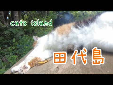 レディーがこんなとこでまたを広げて寝ててはいけませんよ【田代島】【２０２４秋】【猫島巡り】