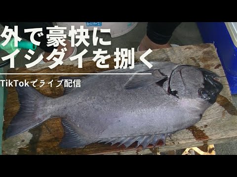 クチグロの立派な石鯛をライブ配信で捌く