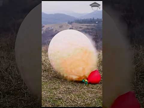 Enormous Balloons and simple tap #experiment #elephanttoothpaste #balloon