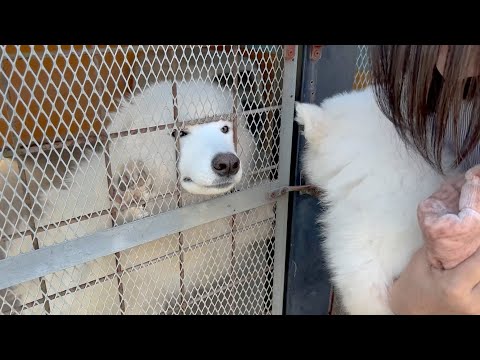 生んで育ててくれたお母さんに会いに行ってきました。【サモエドの子犬】