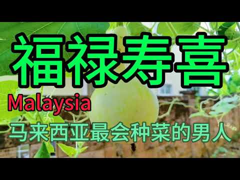 The most skilled man in Malaysia.马来西亚最会种菜的男人。福禄寿喜，种的葫芦长大了。用心付出，硕果累累。今天又翻了三块菜块，青椒，秋葵长豆，黄瓜丝瓜，苦瓜都长得很好