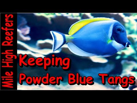 Keeping a Powder Blue Tang