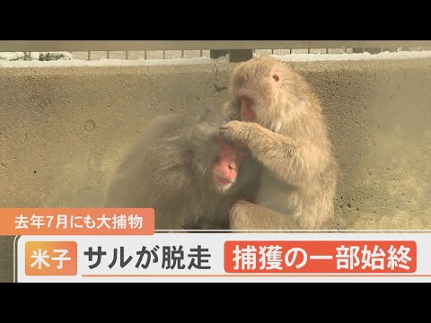 湊山公園のサルがまた脱走　逃げた先は…車通りの多い道路沿いの側溝