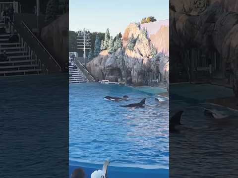 🐳 Orca Encounter | SeaWorld San Diego #shorts