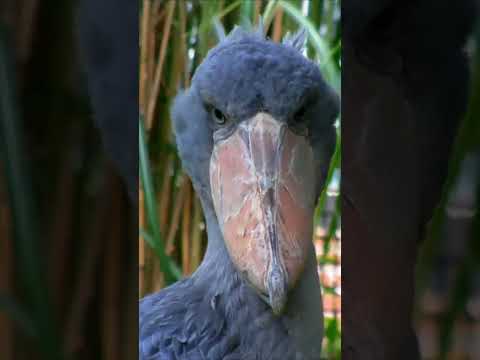 Meet The shoebill stork (Balaeniceps Rex) close up #shorts #short