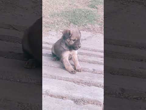 Kahate Hain humko pyar se#shortsviral #doglover chote 🐕