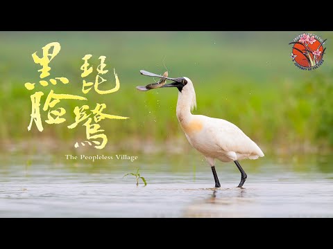 探秘“鸟中大熊猫”黑脸琵鹭神秘迁徙之旅！大型纪录片《黑脸琵鹭 The Peopleless Village 》  #大连 #黑脸琵鹭