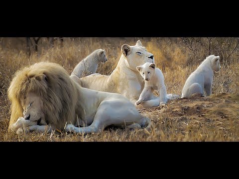 The Most Extreme Rare Animal On Earth - National Geographic Documentary 2017