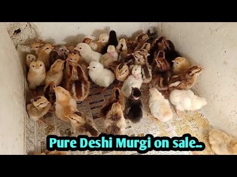 High quality Deshi Murgi chicks for sale in Tripura //