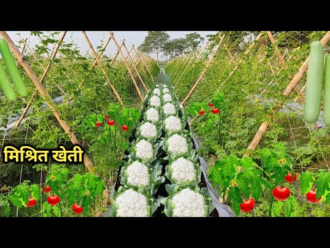 एक साथ चार फसल 1 एकड़ में 3 एकड़ का फायदा | मिश्रित खेती | mix kheti | mishrit kheti kaise kare