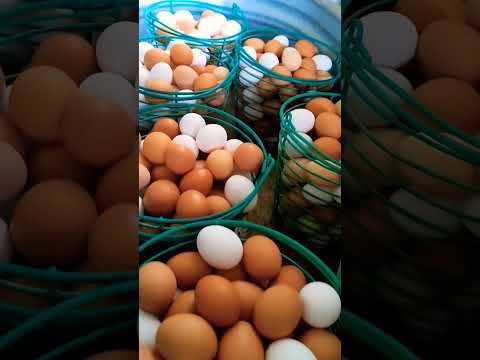 pasture raised eggs on farm #pasture #egg #shorts