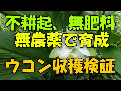 【ウコン】不耕起、無肥料、無農薬で育成したウコンの収穫 2022