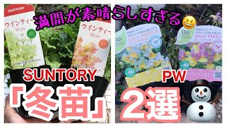 【冬満開】冬苗2選 / 冬から春にかけて満開すぎる花苗たち🌸 / ウインティーは今、ネメシアは2月頃にもまた買えます/ ひと味違う植付けをご紹介 / SUNTORY・PW / 【ガーデニング】