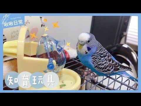 06｜鸚鵡玩具｜益智覓食知育玩具｜虎皮鸚鵡 Budgie セキセイインコ【啾啾鳥日常】