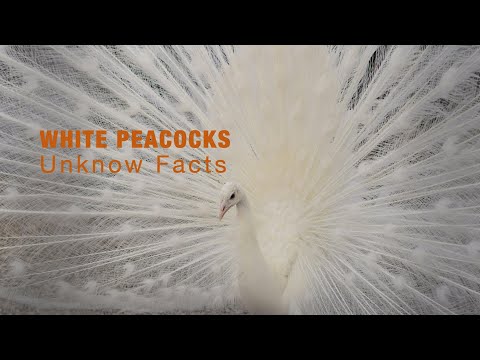 White Peacocks: Majestic Beauty Unveiled | Fun Animal Facts (FAF)