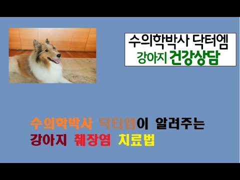 수의학박사 닥터엠이 알려주는 강아지 췌장염 치료방법