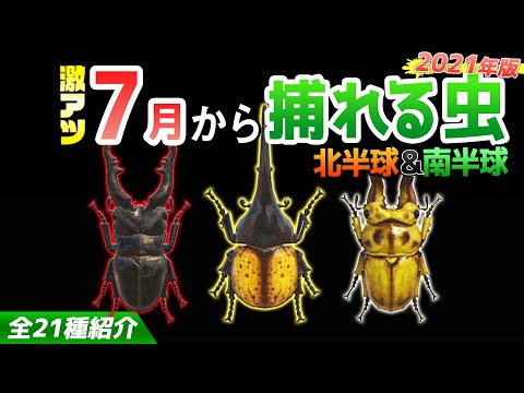 【あつ森】7月から捕れる虫を全て紹介！出現時間や場所・条件など捕まえるコツについても徹底解説！ヘラクレスやギラファ、オウゴンオニなどレア虫が大量登場！【あつまれどうぶつの森　7月虫図鑑コンプリート】