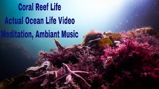 Ultra HD Soothing, Relaxing, Meditating Ocean Life Video and Music.  A Coral Reef Life Series.