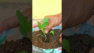 grow vegetables in plastic bottles #farming #gardeningathome