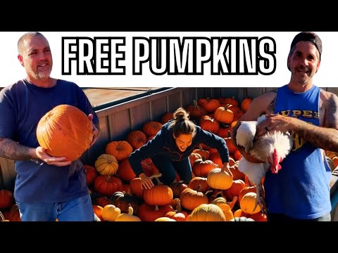 Free Pumpkin Haul With @TheCrockers!  Fall Fun For Our Farm Animals!