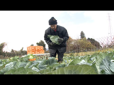 20241218_高島市の特産　「風車キャベツ」の収穫