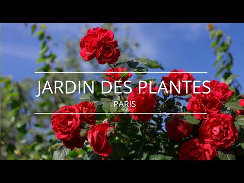 Exploration of the Jardin des Plantes in Paris - Sculptures and Roses