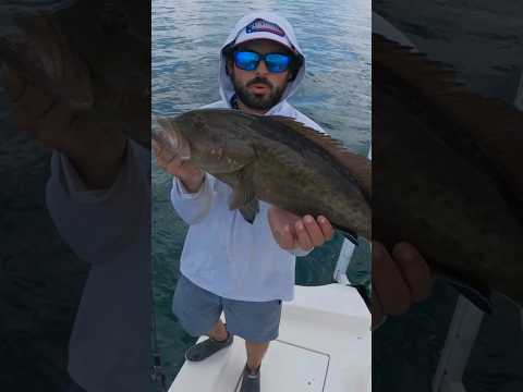 Grouper Slaying with a Baitcaster 🔥  #fishing #okumafishingusa #baitcaster #grouperfishing