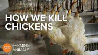 How slaughterhouses kill thousands of chickens an hour