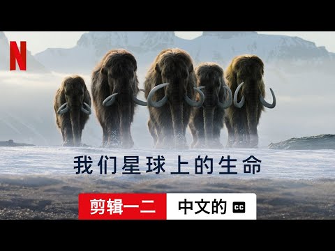 我们星球上的生命 (第一部剪辑一二配有字幕) | 中文的預告片 | Netflix