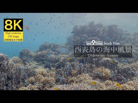 【8K 水中映像】西表島の海中風景 / Underwater scenery / Iriomotejima-island Okinawa