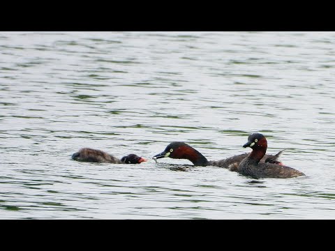 林邊鄉的小鷿鷉Tachybaptus ruficollis 　（2024 09 07）