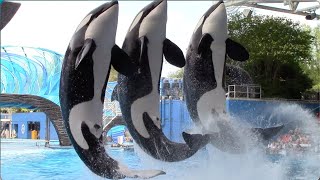 Orca Encounter (Full Show) - SeaWorld Orlando - April 8, 2021