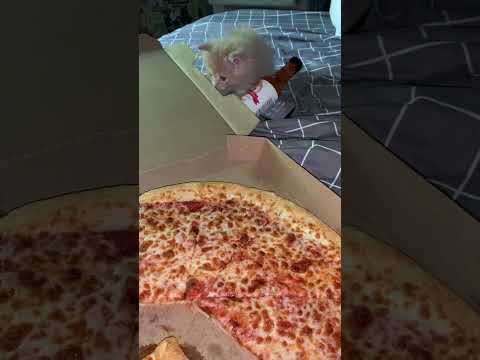 @millerhighlife: Pizza flavored cardboard, yum #fun #funny #funnyvideo #funnyshorts