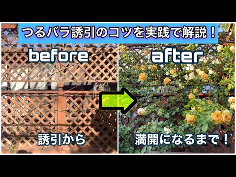 【つるバラ誘引のコツ】誘引から開花までの過程を実践で解説します！（壁面の誘引編、グラハム・トーマス&モーヴァン・ヒル）