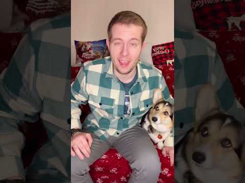 ПЕРЕИГРАЛ И УНИЧТОЖИЛ #dog #corgi #funny #funnyvideo #cute #humor