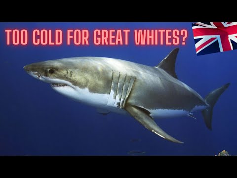 BRITAIN TOO COLD FOR GREAT WHITE SHARKS?? 🥶 🦈