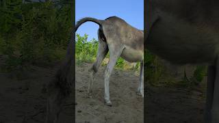 donkeys  chaba #youtubeshorts #happypets #animals #donkeyvillage