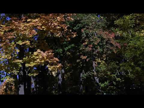 Falling leaves in the autumn forest