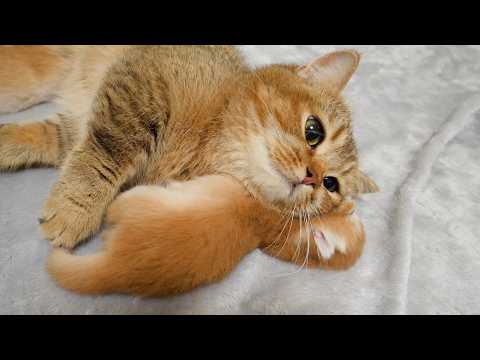 Mother cat Charo looking comfortable with her own kitten as a pillow