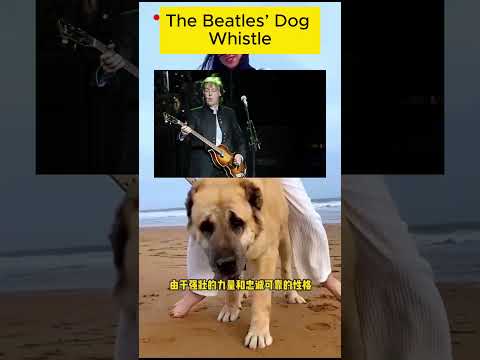 The Beatles’ Secret Sound Only Dogs Can Hear #dog #doglovers #funny #dogs#shorts