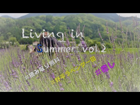 ラベンダーの摘み取りに行ってみた（Living in Summer vol.2)