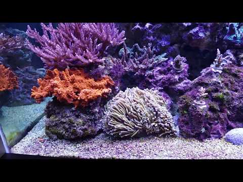 - Tony Nguyen Pay a visit to FarmerTy (  no water change SPS tank).