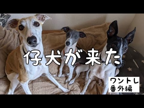 仔犬の初フライト！福岡までお迎えに行ってきました【番外編】