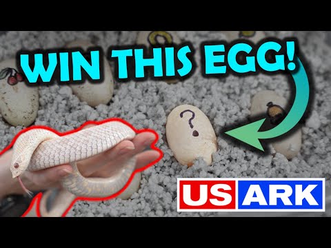 We're Raffling off a Hognose Snake Egg!