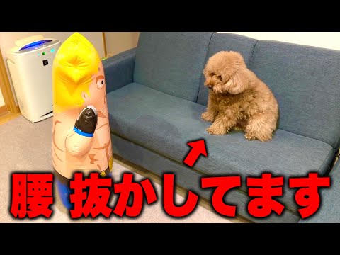 初めて見る"超巨大なおもちゃ"にビビりまくる犬。