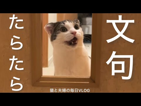 猫と夫婦の毎日VLOG#459 何か言いたいことがあるようです