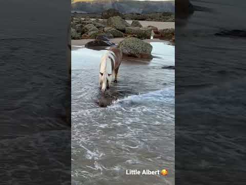 Albert’s having a paddle in the sea!