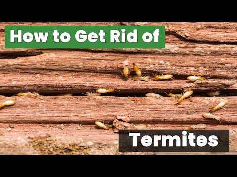 How to Get Rid of Termites for Good - Proven Techniques