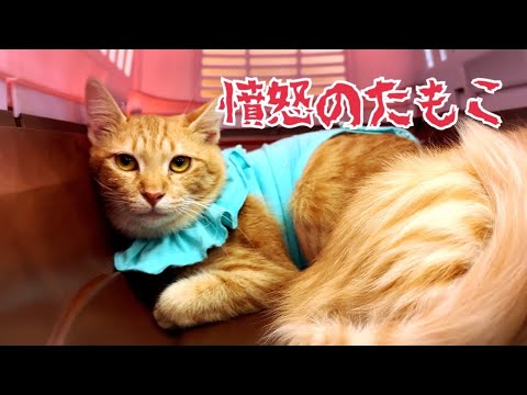 ワクチン接種にいく親子 怒りの母猫